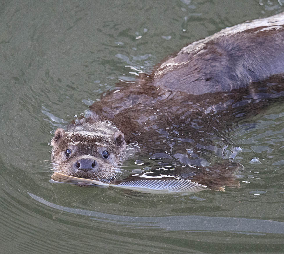 An otter swimming